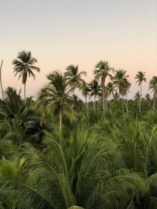 Recanto Dos Coqueirais São Miguel dos Milagres Buitenkant foto